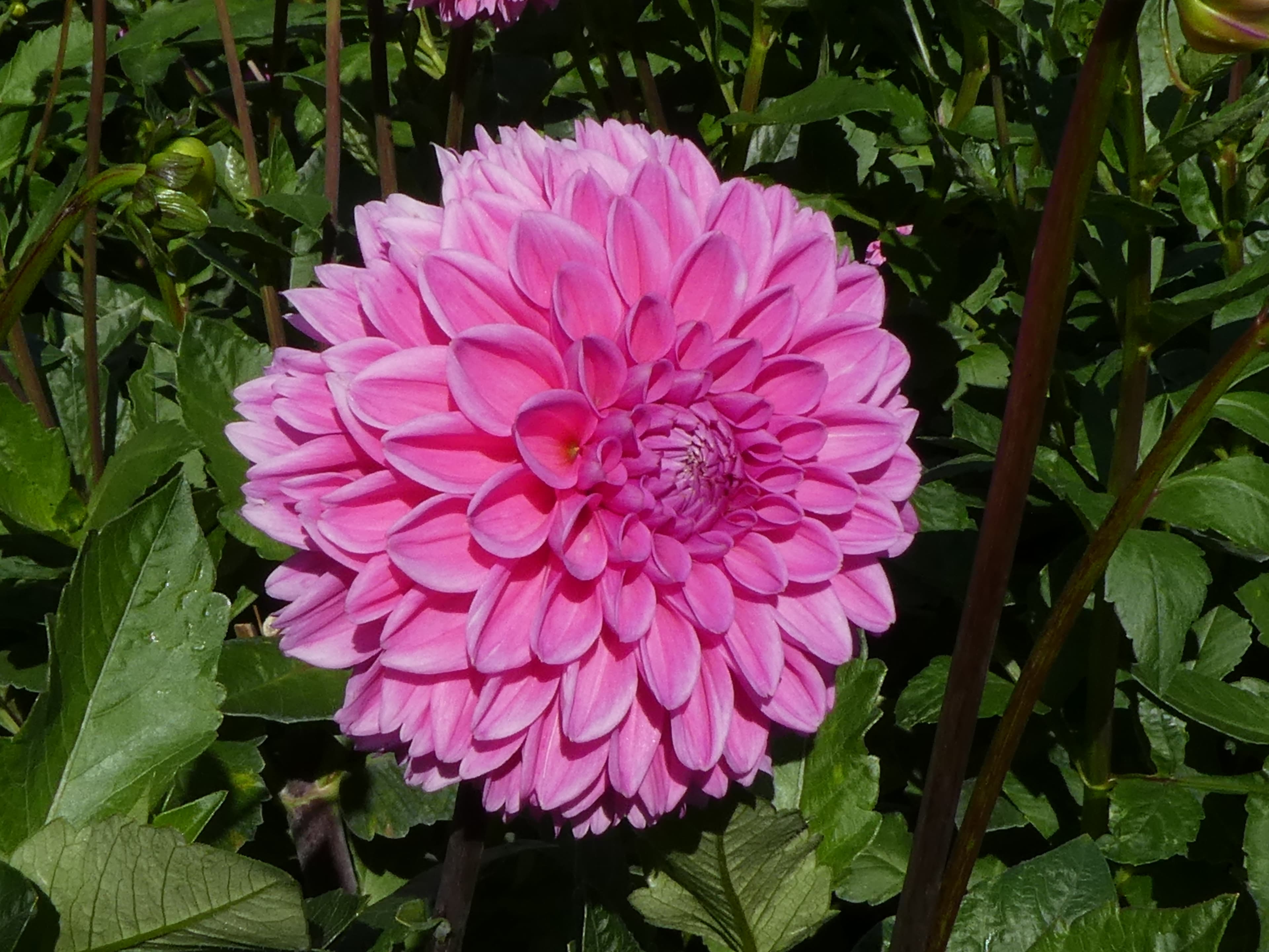 Dahlien-Pracht im Botanischen Garten